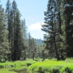 meadow in truckee california