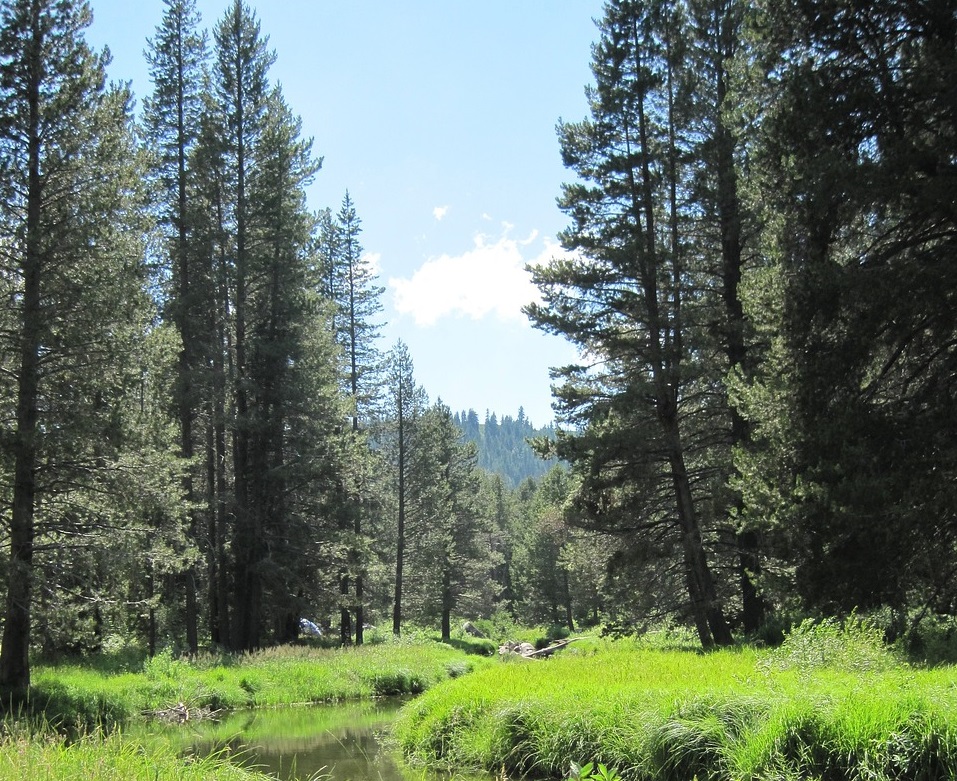 woods at lake tahoe