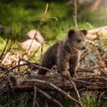 baby bear in woods